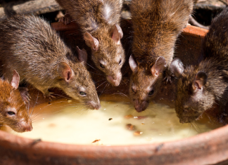 Mudanças Climáticas Criam Infestação de Ratos Urbanos Fora de Controle