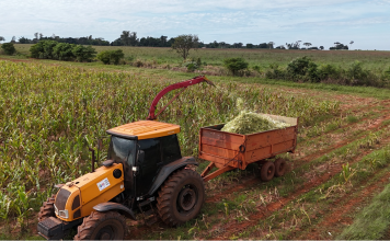 Prefeitura Itaquiraí reforça suporte a pequenos produtores no período de estiagem Itaquiraí amplia apoio rural com produção de silagem